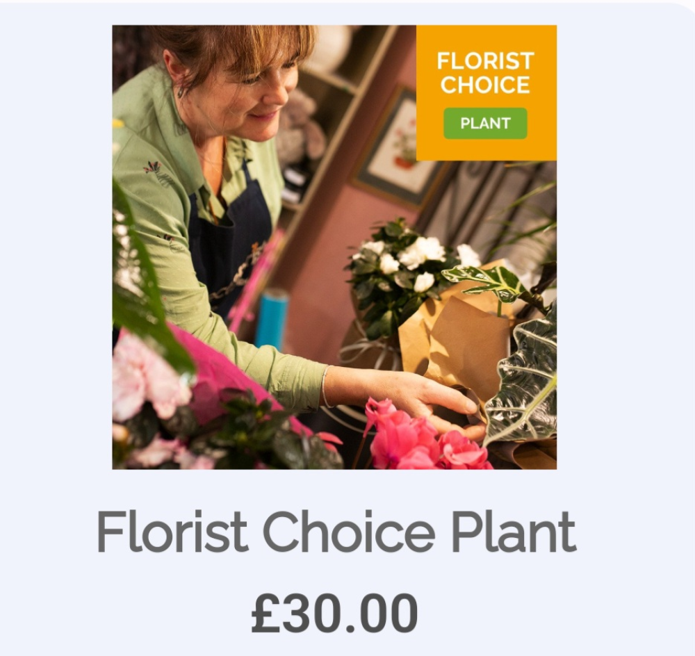 Florist Choice Plant